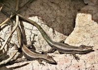 Die Eidechsen (Iberolacerta) genießen die Sonne ebenso wie wir  &ndash; &copy; Simone Willner (Eberhardt TRAVEL)