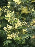 Diese Akazien (Acacia Mearnsii) erfüllen das Tal mit Duft und ihren Blüten &ndash; &copy; Simone Willner (Eberhardt TRAVEL)