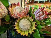 Proteen auf dem Blumenmarkt von Funchal &ndash; &copy; Simone Willner (Eberhardt TRAVEL)