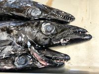 Degenfisch sieht komisch aus, schmeckt aber hervorragend &ndash; &copy; Simone Willner (Eberhardt TRAVEL)