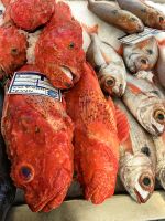 Rote Drachenköpfe (Scorpaena Scrofa) Fischmarkt von Funchal &ndash; &copy; Simone Willner (Eberhardt TRAVEL)
