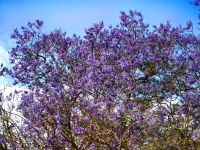 Die Jakarandas blühen in Funchal &ndash; &copy; Simone Willner (Eberhardt TRAVEL)