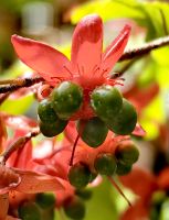Ochna Serrulata trägt Blüten, die aussehen wie Micky Maus &ndash; &copy; Simone Willner (Eberhardt TRAVEL)