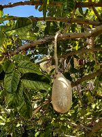 Die interessante Frucht des Kigelia Africana sieht aus wie eine Leberwurst &ndash; &copy; Simone Willner (Eberhardt TRAVEL)