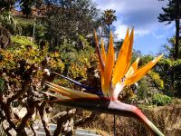 Strelizien wachsen auf Madeira überall &ndash; &copy; Simone Willner (Eberhardt TRAVEL)
