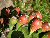 Die Opuntien tragen Früchte, kleine Kaktusfeigen &ndash; &copy; Simone Willner (Eberhardt TRAVEL)