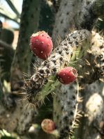 Stacheliger Gesell, Kaktusfeigen &ndash; &copy; Simone Willner (Eberhardt TRAVEL)