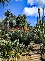 Kakteen und Sukkulenten sind im Botanischen Garten von Funchal meterhoch &ndash; &copy; Simone Willner (Eberhardt TRAVEL)