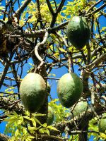 Florettseidenbaum (Chorisia Speciosa), diese Früchte enthalten eine baumwollähnliche Substanz, Quinta Splendida  &ndash; &copy; Simone Willner (Eberhardt TRAVEL)