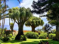 Drachenbäume (Dracaena draco) in der Quinta Splendida &ndash; &copy; Simone Willner (Eberhardt TRAVEL)