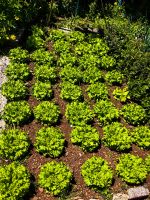 Im Garten von Quinta Spledida wachsen Kräuter und Salat &ndash; &copy; Simone Willner (Eberhardt TRAVEL)