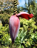 Bananenblüte, Quinta Splendida &ndash; &copy; Simone Willner (Eberhardt TRAVEL)