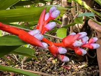 Blüte der Lanzenrosette (Aechmea Weilbachii) &ndash; &copy; Simone Willner (Eberhardt TRAVEL)