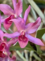 Patrick hat ein Herz für Orchideen und züchtet hunderte, hier eine Cattleya &ndash; &copy; Simone Willner (Eberhardt TRAVEL)