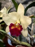 Sie werden auch oft als Königin der Orchideen bezeichnet, Cattleya  &ndash; &copy; Simone Willner (Eberhardt TRAVEL)