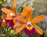 Cattleya Orchidee in Patricks Privatgarten, Funchal &ndash; &copy; Simone Willner (Eberhardt TRAVEL)