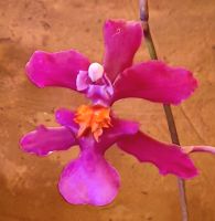 Oncidium Sotanum Orchidee, duftet sogar  &ndash; &copy; Simone Willner (Eberhardt TRAVEL)