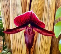 Paphiopedilum Orchidee, auch Frauenschuh genannt &ndash; &copy; Simone Willner (Eberhardt TRAVEL)