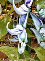 Die Blüte zieht Fledermäuse an, die dann die Samen hunderte Kilometer weiter tragen &ndash; &copy; Simone Willner (Eberhardt TRAVEL)