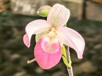 Phragmipedium Schlimii, Frauenschuh- Orchidee in Patricks Garten &ndash; &copy; Simone Willner (Eberhardt TRAVEL)
