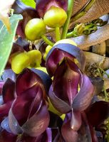 Blüte der Juckbohne &ndash; &copy; Simone Willner (Eberhardt TRAVEL)