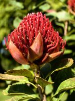 Waratah (Telopea Speciosissima) Wappenblume Australiens, hier in  Blandys Garten &ndash; &copy; Simone Willner (Eberhardt TRAVEL)