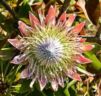 Die Königsprotea (Protea Cynaroides) ist die Nationalblume Südafrikas &ndash; &copy; Simone Willner (Eberhardt TRAVEL)