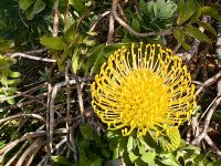 Nadelkissenpflanze (Leucospermum Cordifolium) Proteenart aus Südafrika &ndash; &copy; Simone Willner (Eberhardt TRAVEL)