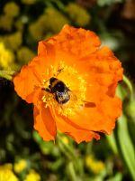 Hummel im Mohn  &ndash; &copy; Simone Willner (Eberhardt TRAVEL)