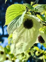 Die Blüte des Taschentuchbaumes (Davidia Involucrata) &ndash; &copy; Simone Willner (Eberhardt TRAVEL)