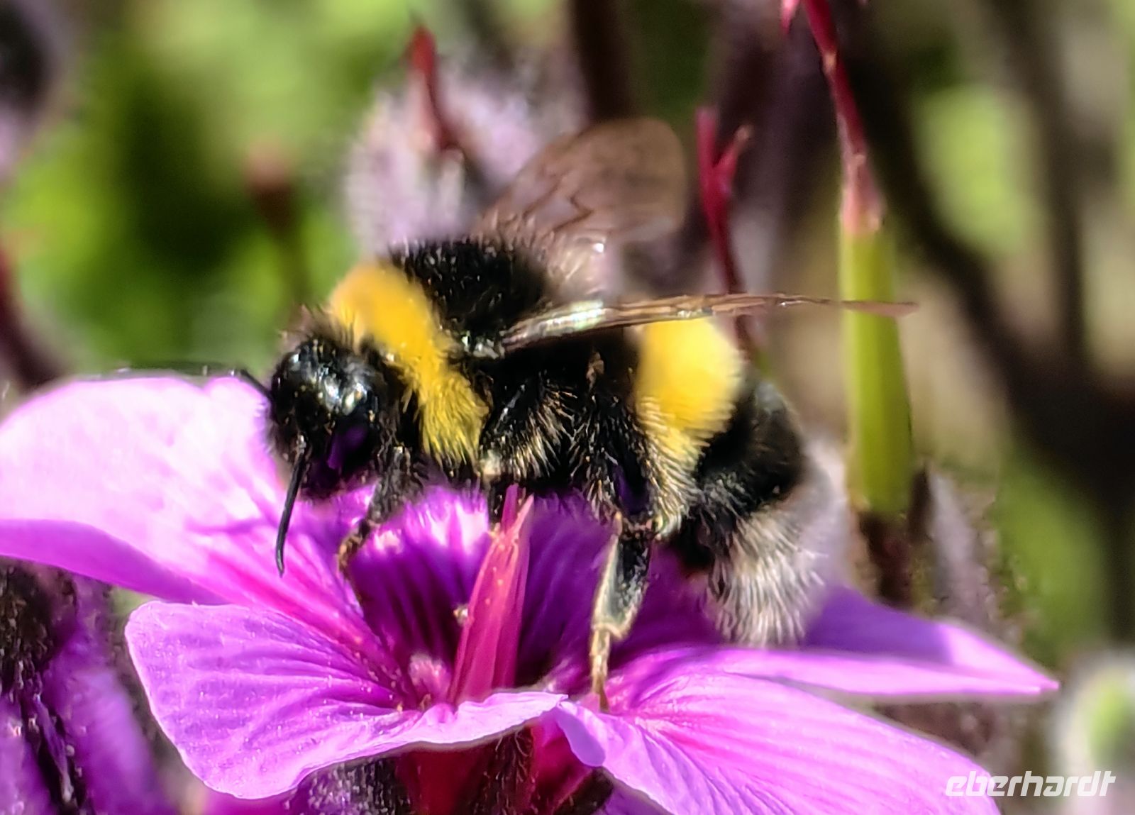 Die Hummel ist eifrig in Blandys Garten &ndash; &copy;  (Eberhardt TRAVEL)
