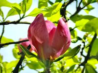 Magnolienblüte  &ndash; &copy; Simone Willner (Eberhardt TRAVEL)