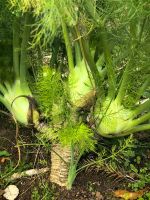 Fenchel in Blandys Garten &ndash; &copy; Simone Willner (Eberhardt TRAVEL)