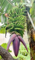 Bananen mit Blüte, dem sogenannten Bananenherz &ndash; &copy; Simone Willner (Eberhardt TRAVEL)