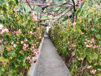 Begonien - bei uns Balkonpflanze, hier Hecke &ndash; &copy; Simone Willner (Eberhardt TRAVEL)