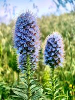 Madeira-Natternkopf &ndash; &copy; Simone Willner (Eberhardt TRAVEL)