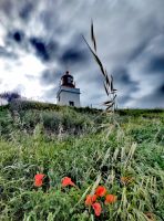 Mohnblumen und der Leuchtturm von Ponta do Pargo &ndash; &copy; Simone Willner (Eberhardt TRAVEL)
