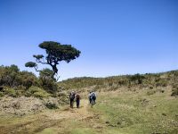Uralte Lorbeerbäume ragen über den Ginster hinaus, Paul da Serra &ndash; &copy; Simone Willner (Eberhardt TRAVEL)