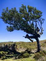 Vom Wind geformter Lorbeerbaum in der Hochebene Paul da Serra &ndash; &copy; Simone Willner (Eberhardt TRAVEL)