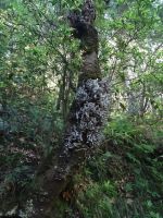 auf der Wanderung nach Balcoes - Echter Lorbeerbaum &ndash; &copy; Hans-Joachim Trutz (Eberhardt TRAVEL)