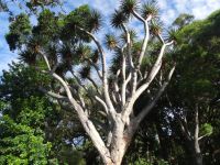 Funchal, Botanischer Garten - Drachenbaum &ndash; &copy; Hans-Joachim Trutz (Eberhardt TRAVEL)