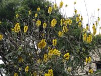 Popcornstrauch im Botanischen Garten von Funchal &ndash; &copy; Hans-Joachim Trutz (Eberhardt TRAVEL)