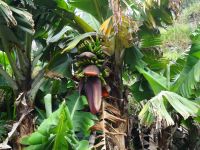Levadawanderung - Bananenbaum &ndash; &copy; Hans-Joachim Trutz (Eberhardt TRAVEL)