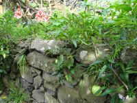 Levadawanderung - Melonenbirne mit Amaryllis &ndash; &copy; Hans-Joachim Trutz (Eberhardt TRAVEL)