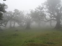 mystischer Feenwald von Fanal &ndash; &copy; Hans-Joachim Trutz (Eberhardt TRAVEL)