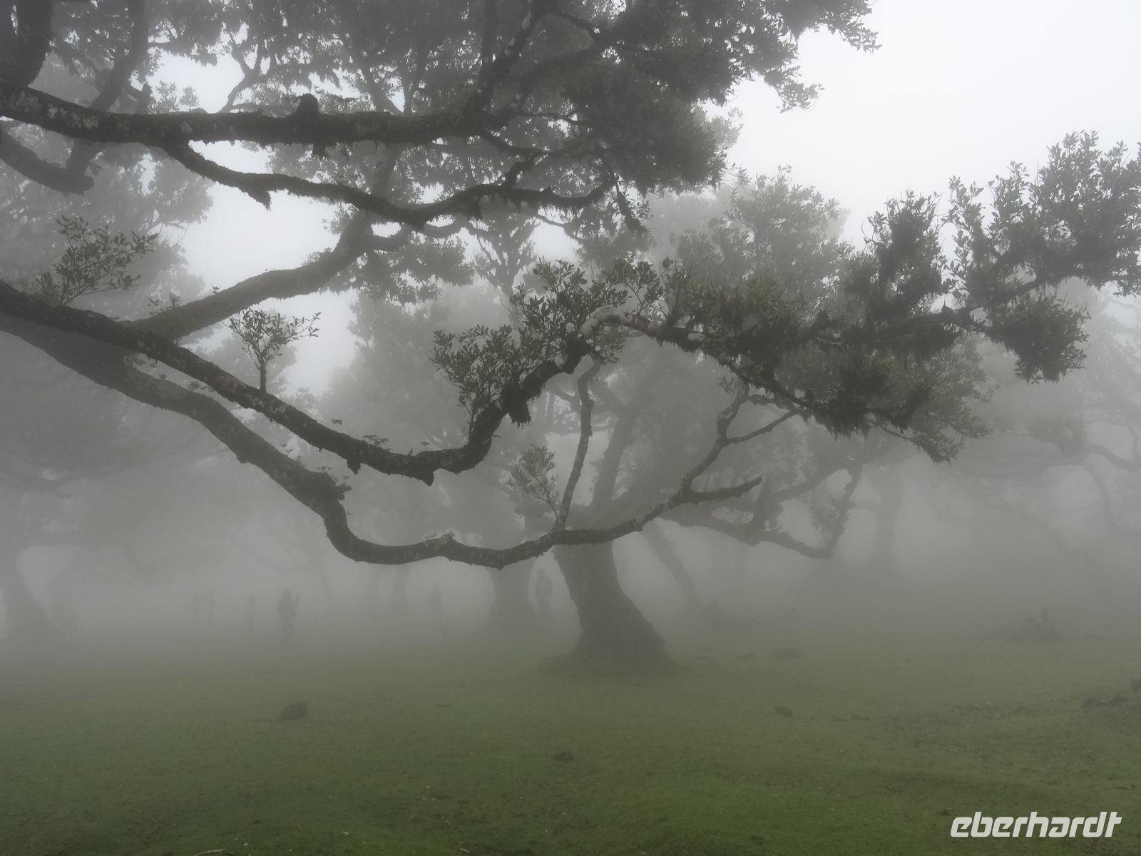 der mystische Feenwald von Fanal &ndash; &copy;  (Eberhardt TRAVEL)