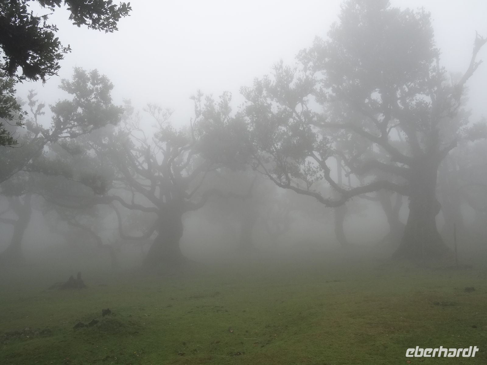 mystischer Feenwald von Fanal &ndash; &copy;  (Eberhardt TRAVEL)