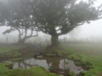 mystischer Feenwald von Fanal &ndash; &copy; Hans-Joachim Trutz (Eberhardt TRAVEL)