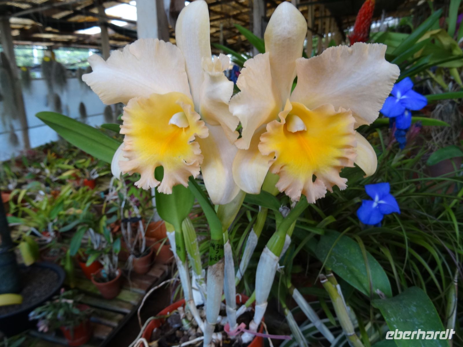 Quinta da Boa Vista - Orchideengarten &ndash; &copy;  (Eberhardt TRAVEL)