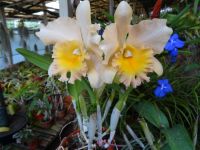 Quinta da Boa Vista - Orchideengarten &ndash; &copy; Hans-Joachim Trutz (Eberhardt TRAVEL)
